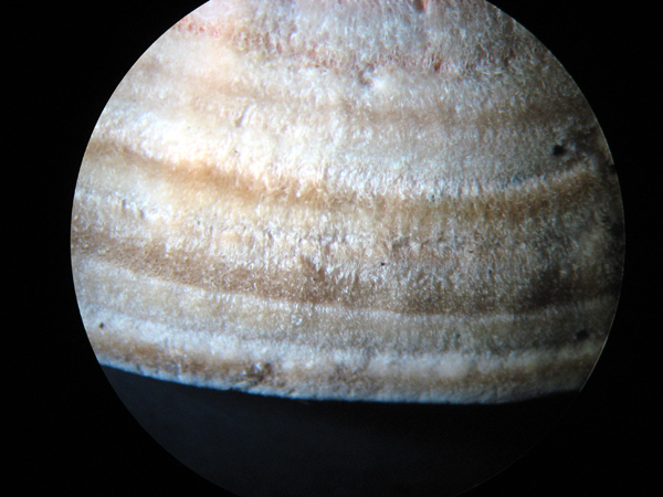 Daedaleopsis tricolor o septentrionalis? (Lenzites betulina)